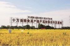 南通关于成都商务伴游外围雇用的信息